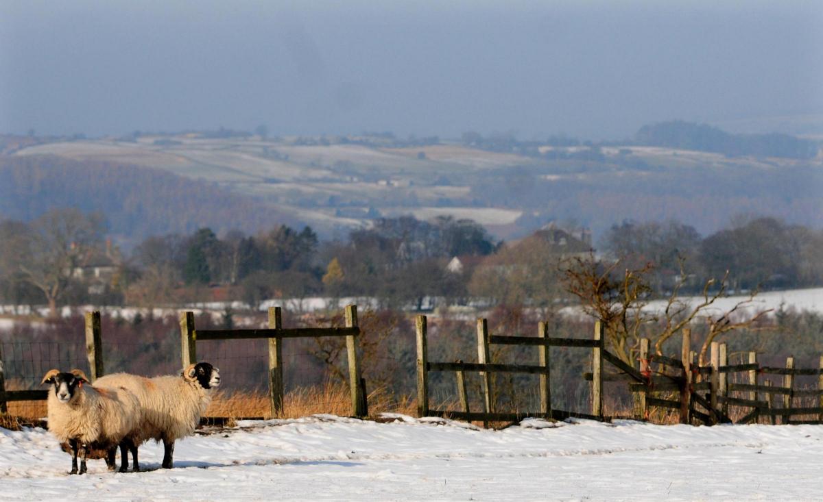 Sheep grazing in snow covered fields in Goathland.