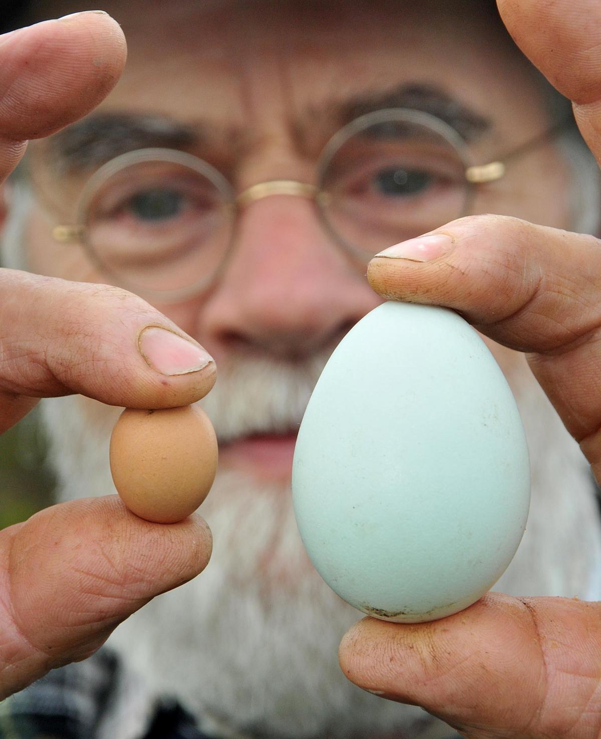 Jarvis Browning, of Fadmoor, with the tiny egg produced by one of his bantam chickens, and a regular sized egg they have produced.