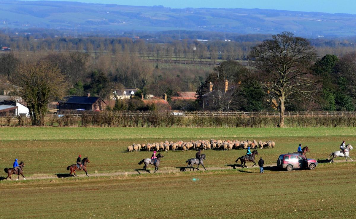 Jockeys file past a flock of sheep on the gallops near Norto.n 