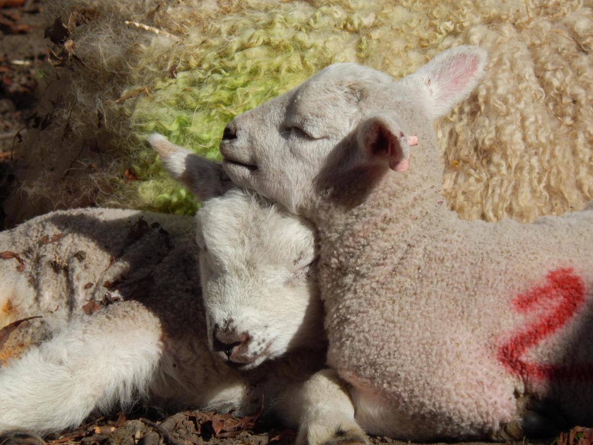 Spring lambs at Thornton-le-Dale by Nick Fletcher