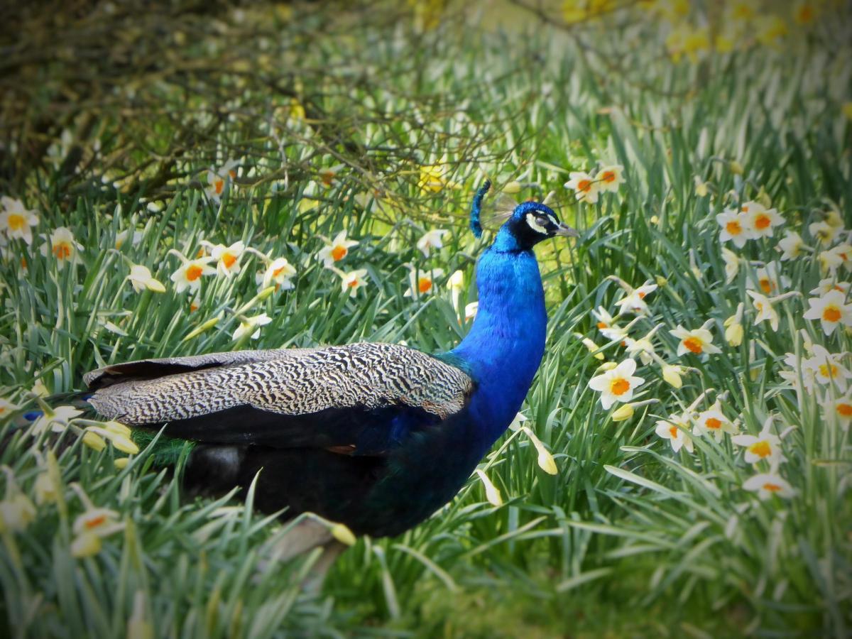 Colin Douthwaite, of Fryton, took this picture of a peacock enjoying the spring sunshine at Castle Howard.