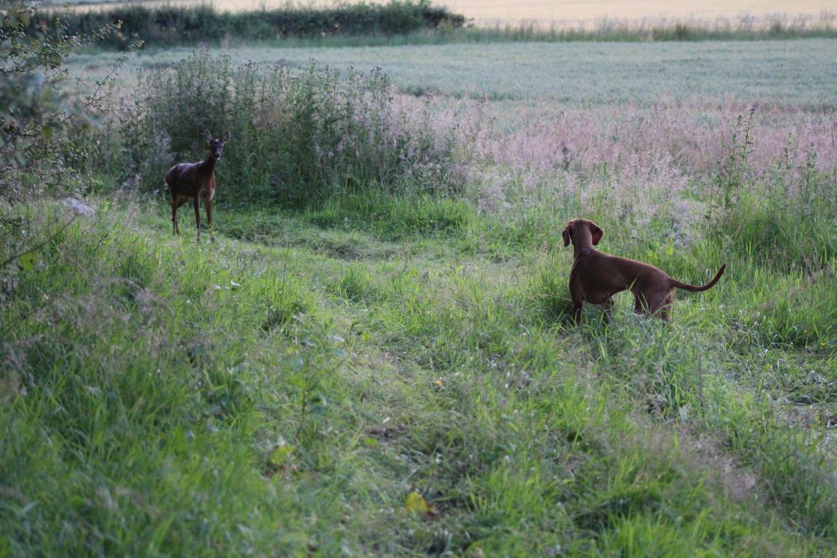 Lauren Holliday, 14, took this picture while out with her dad, Chris and their two Hungarian Vizslas, Ruby and Belle. She was planning to take pictures of the sunset around Slingsby where she lives, but instead was treated to this heart-stopping moment wh