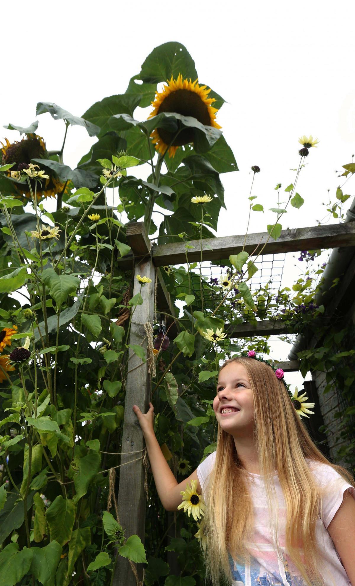Heather Hunter with her 12ft sunflower in Pickering