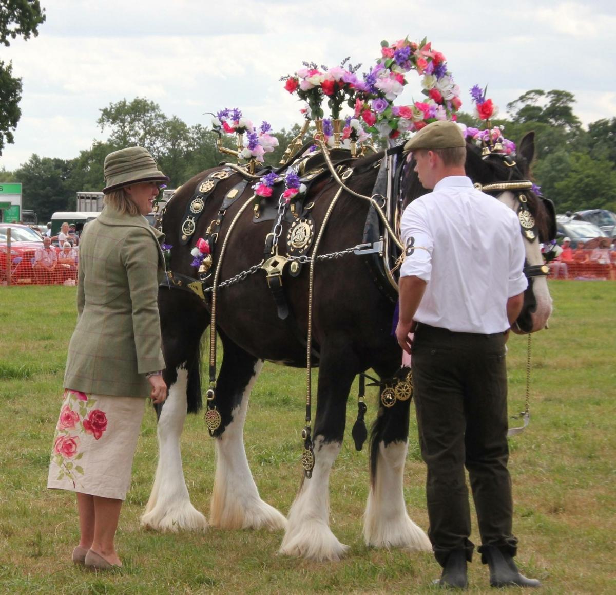 Shire horse Rookhills Fair Lady the Second, stable name of Liza, being shown in the decorated, plough gears and turnout classes at Ryedale Show   Picture: James Carter