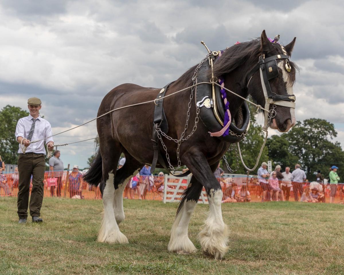 Shire horse Rookhills Fair Lady the Second, stable name of Liza, being shown in the decorated, plough gears and turnout classes at Ryedale Show   Picture: James Carter
