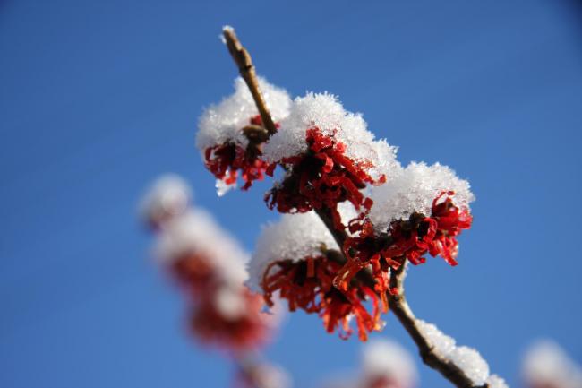 Ice and snow on witch hazel by Sue Cuthbert, Newton-upon-Rawcliffe