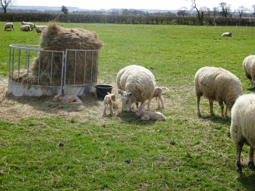 Brecklands farm in Great Edstone welcomes quadruplet lambs 