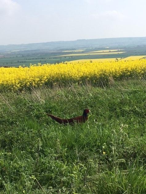 Pleasant view of pheasant in the Vale of York by Jenny stead