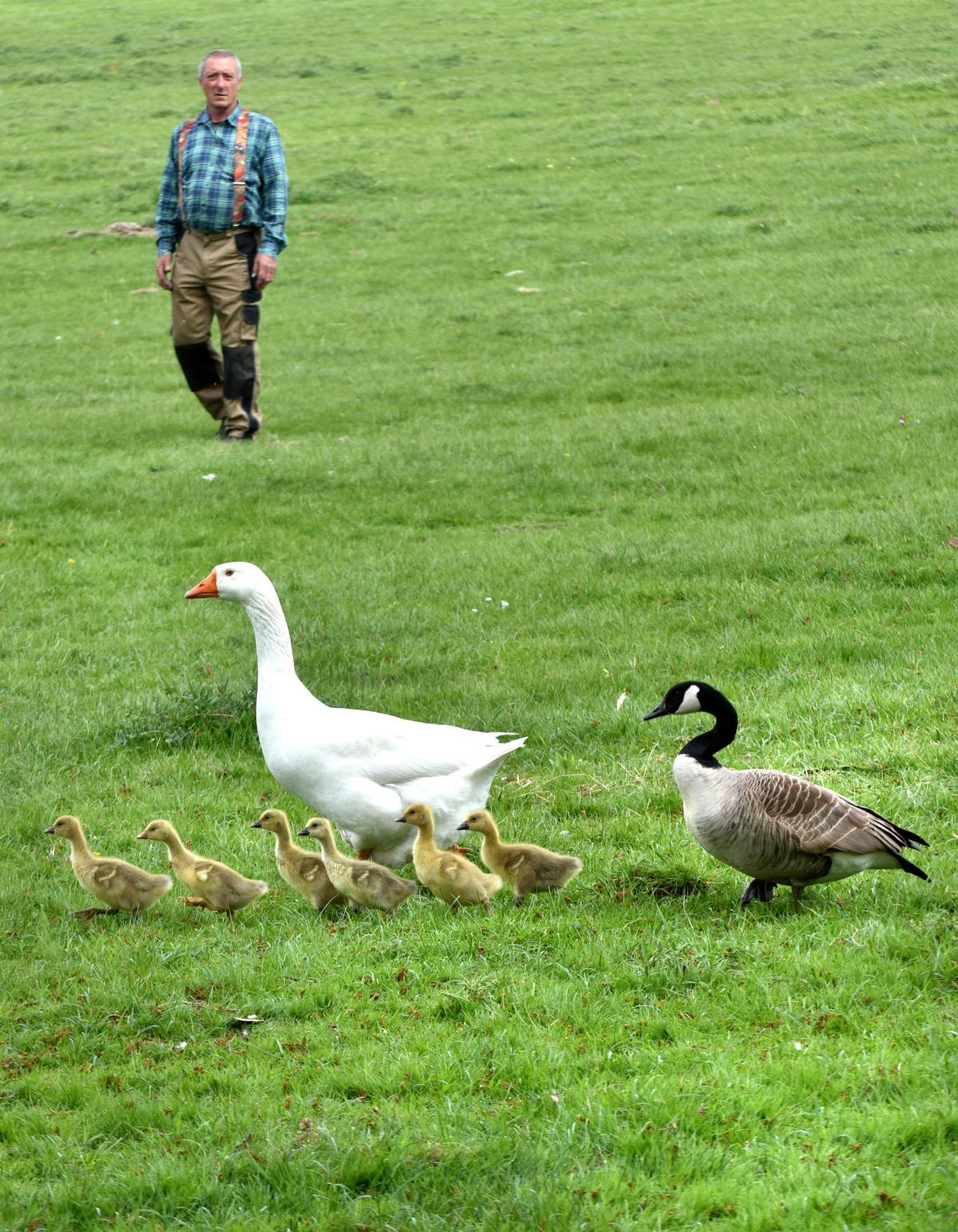 Love story of a wild Canadian Goose and a domestic gander who have mated on  a Harome farm | Gazette & Herald